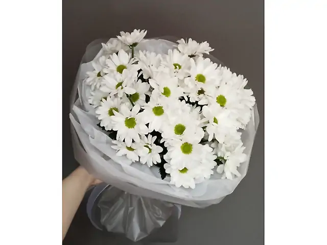 Хризантема ромашка