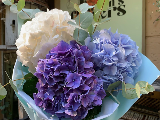 Букет гортензія з евкаліптом