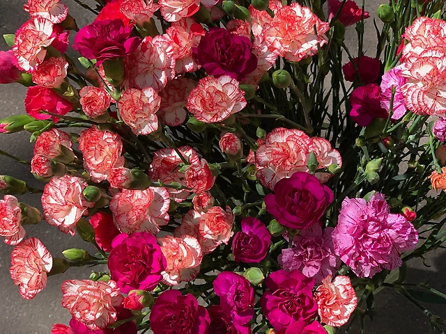 Гілкова гвоздика