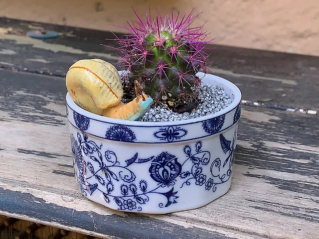 Кактус у кашпо