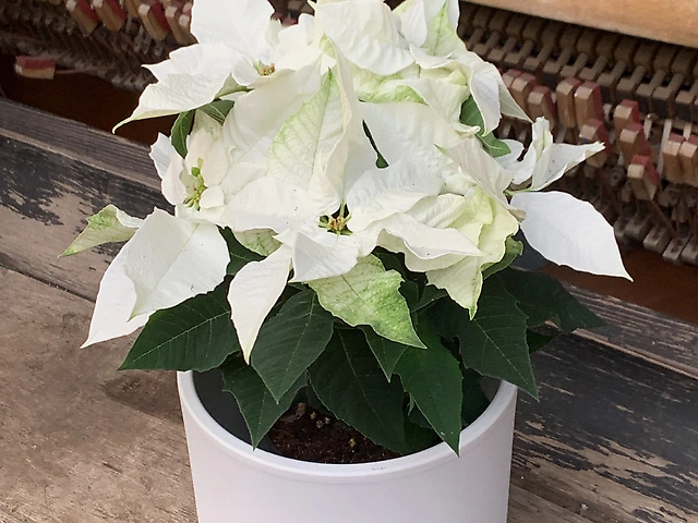 Пуансеттія біла