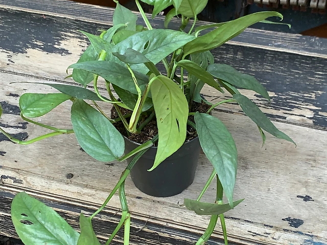 Епіпремнум