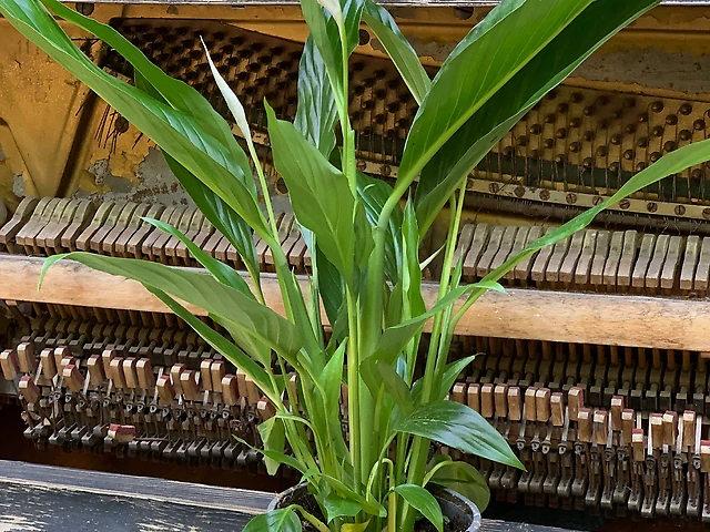 Спатіфілум