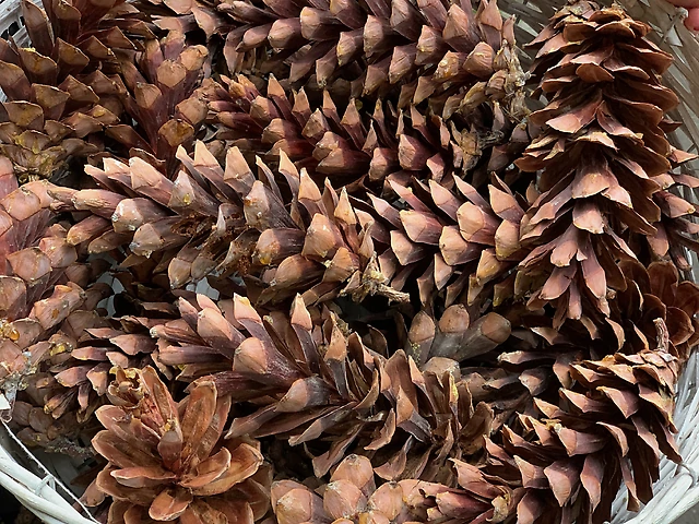 Натуральні шишкі великі