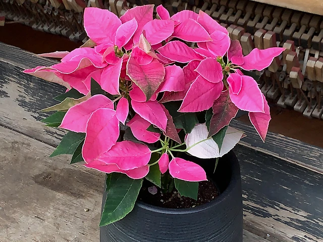 Пуансеттія рожева