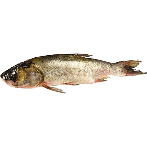 Товстолоб малий ох