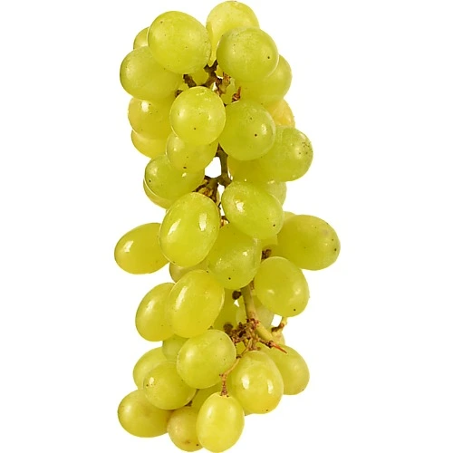 Виноград кишмиш білий